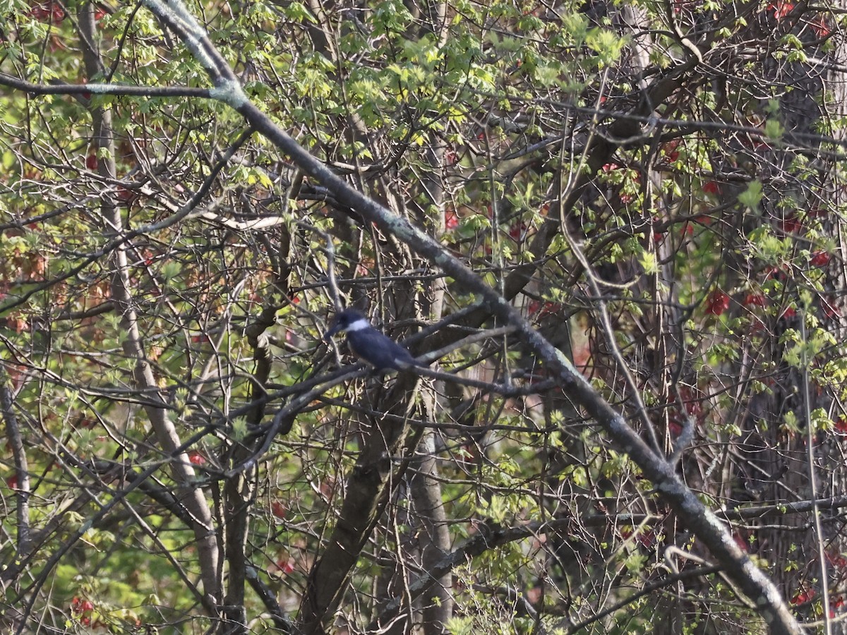 Belted Kingfisher - ML618344132