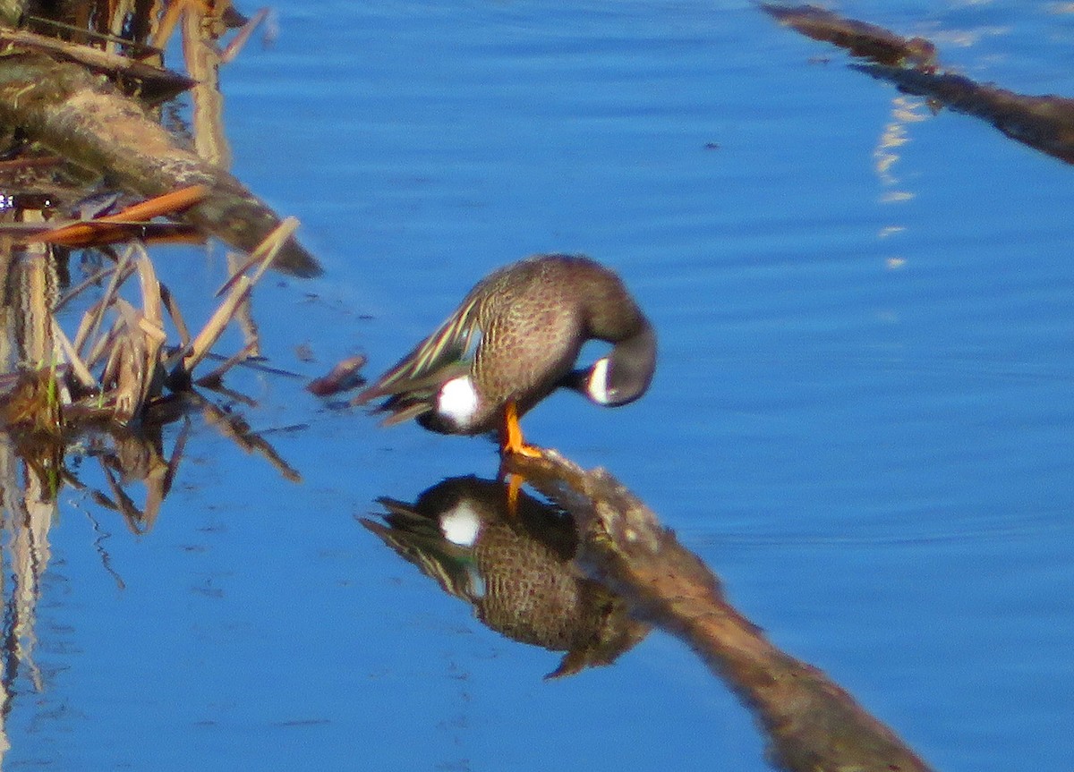 Blue-winged Teal - ML618344140