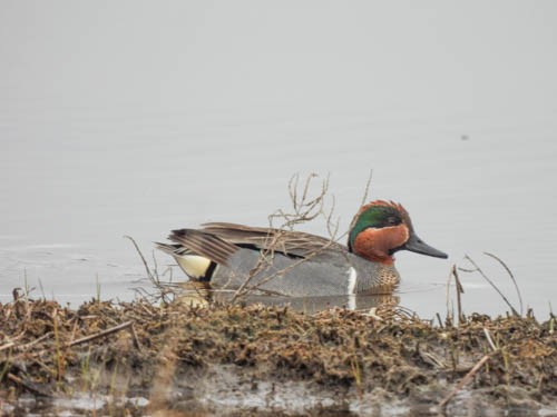 Green-winged Teal - ML618344151