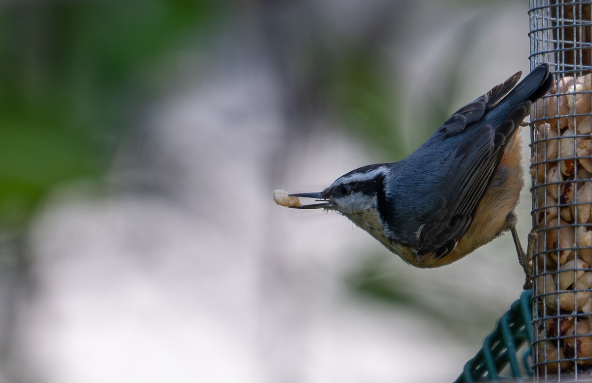Red-breasted Nuthatch - ML618344154