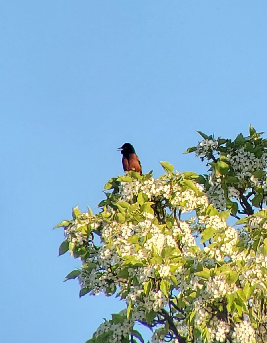 Orchard Oriole - ML618344159
