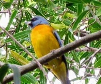 Blue-and-yellow Tanager - ML618344169
