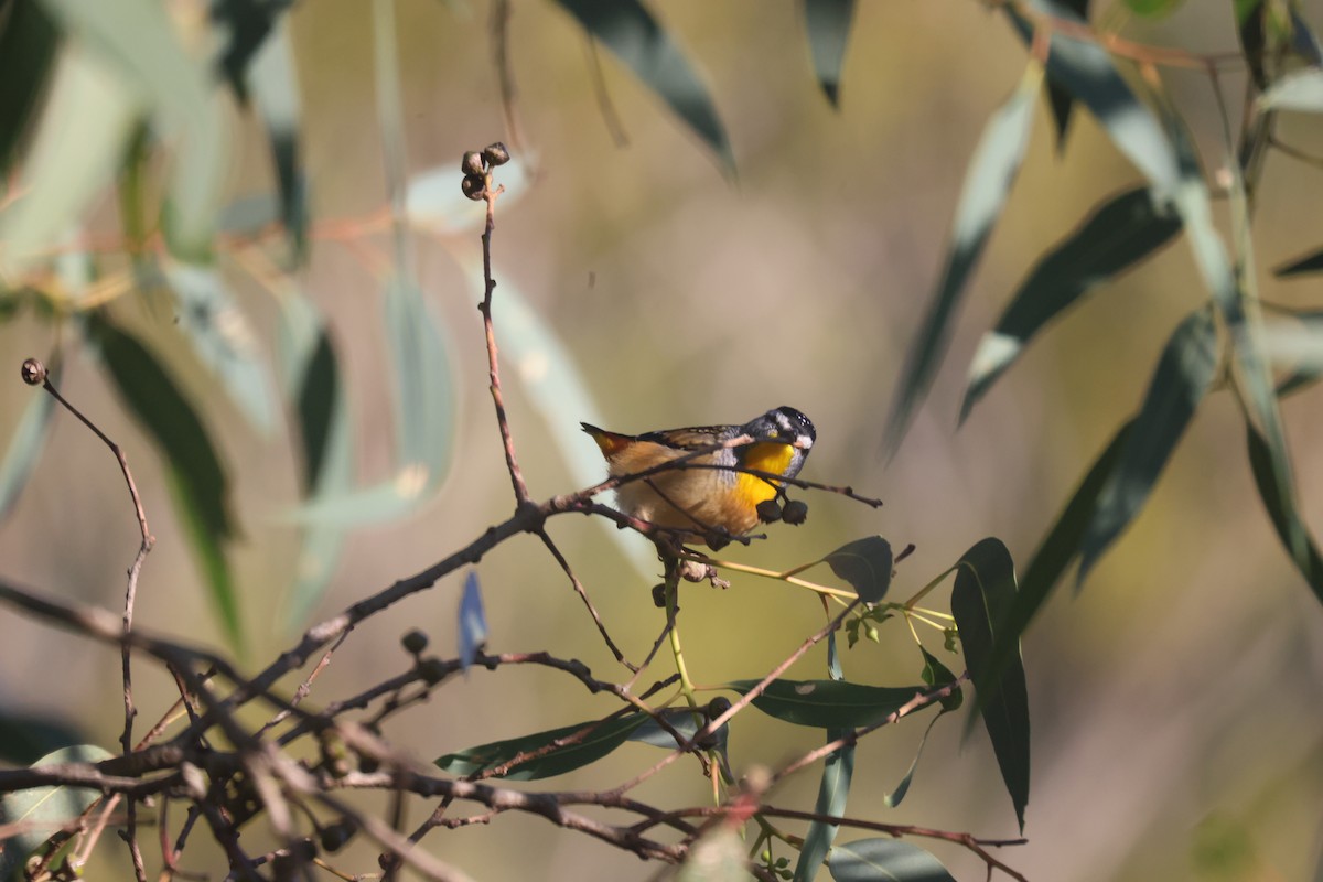 Spotted Pardalote - ML618344222