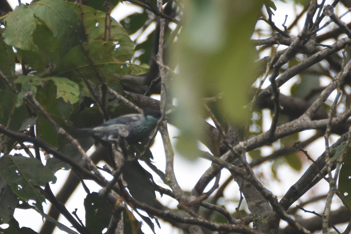 Black-capped Tanager - ML618344234