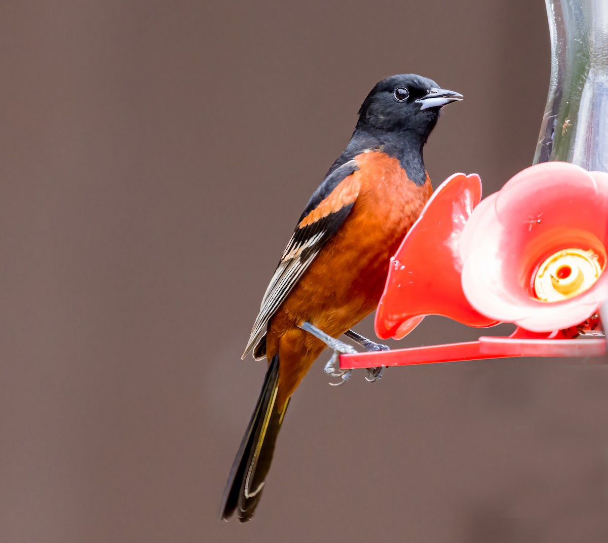 Orchard Oriole - ML618344235