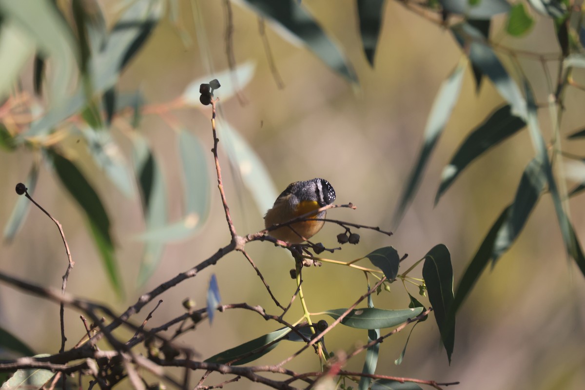 Spotted Pardalote - ML618344242