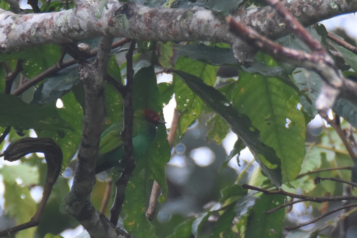 Kızıl Başlı Tangara (viridissima/toddi) - ML618344255