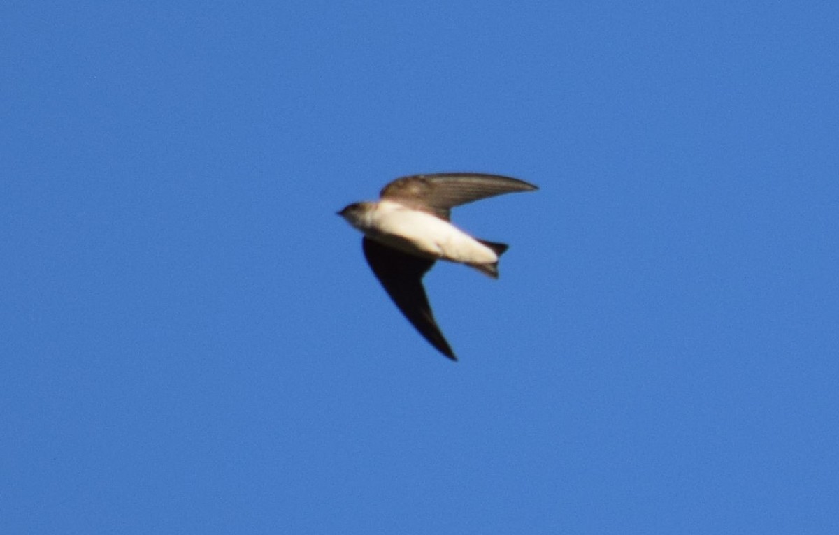 Northern Rough-winged Swallow - ML618344280