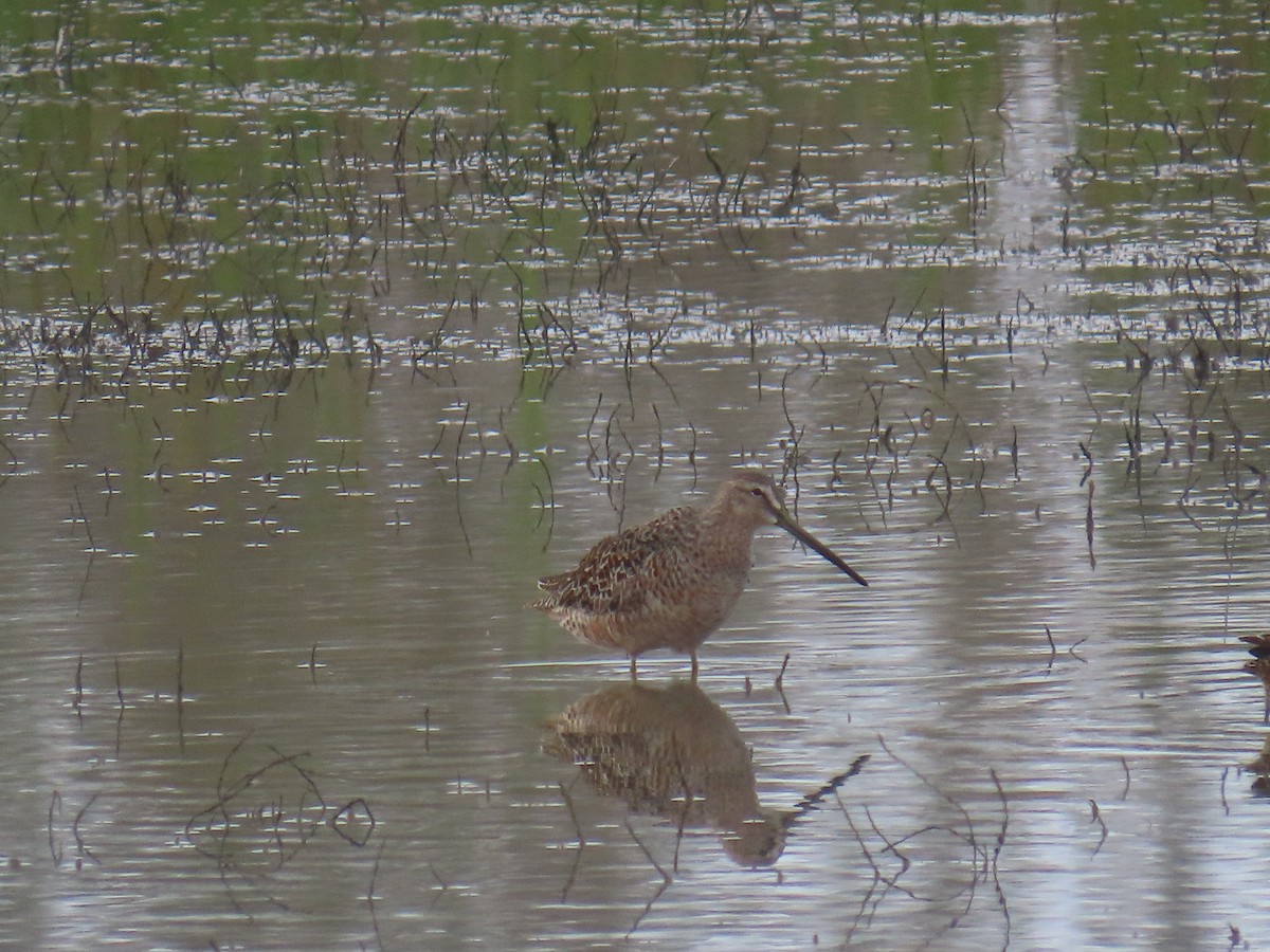 Long-billed Dowitcher - Shirley Reynolds