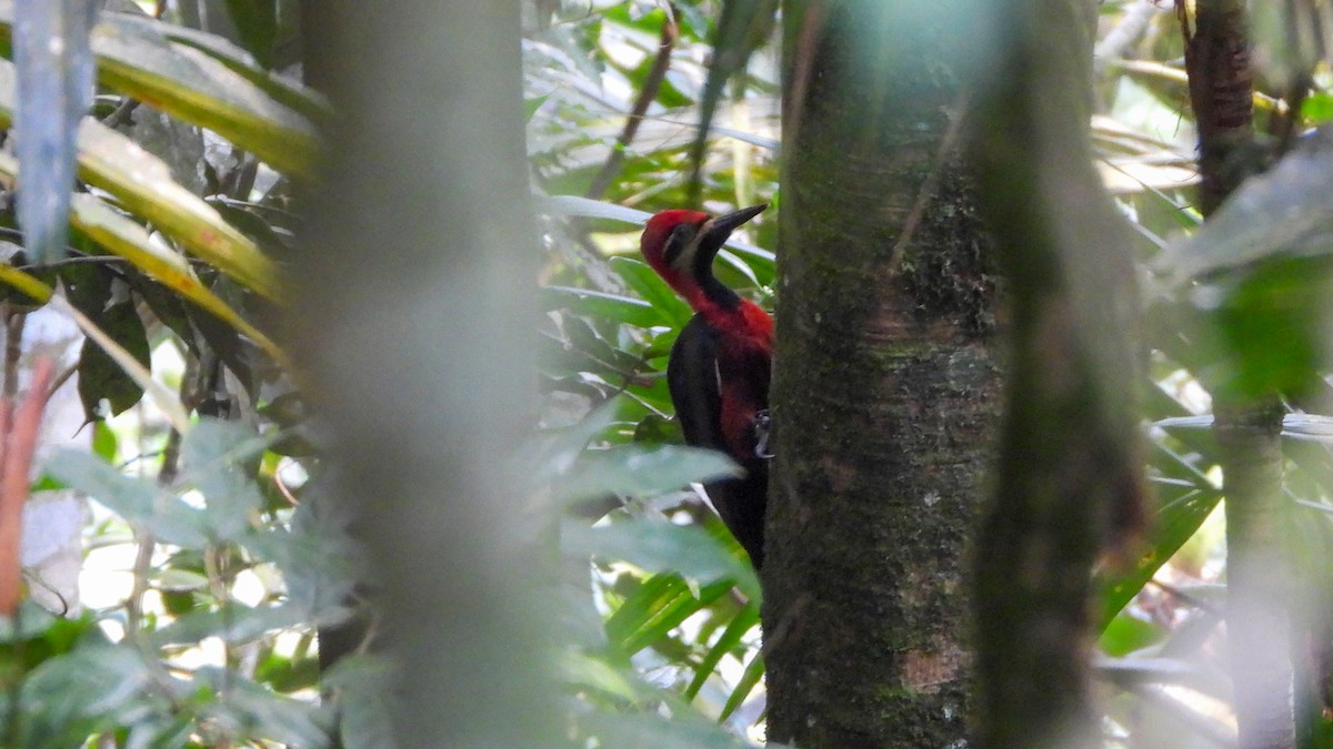 Crimson-bellied Woodpecker - ML618344310