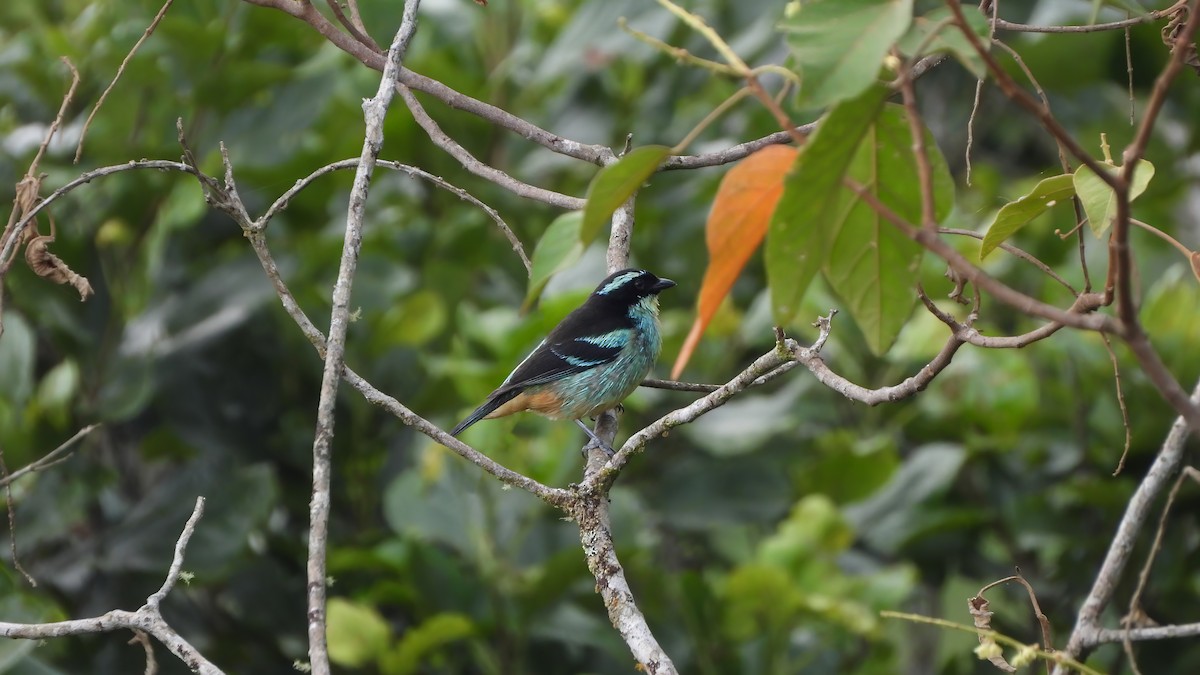 Blue-browed Tanager - ML618344336