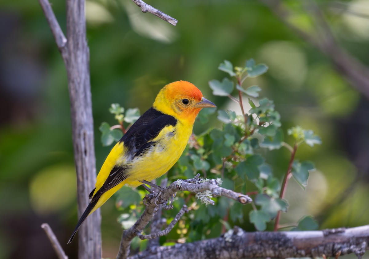 Western Tanager - ML618344350