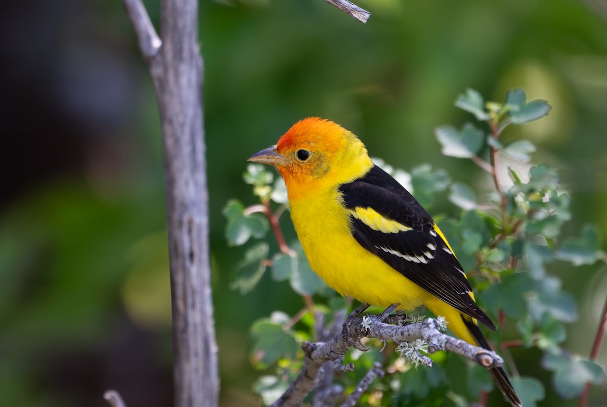 Western Tanager - ML618344351