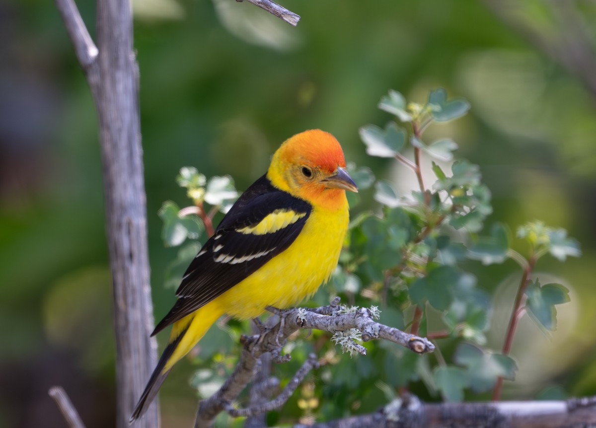 Western Tanager - ML618344353