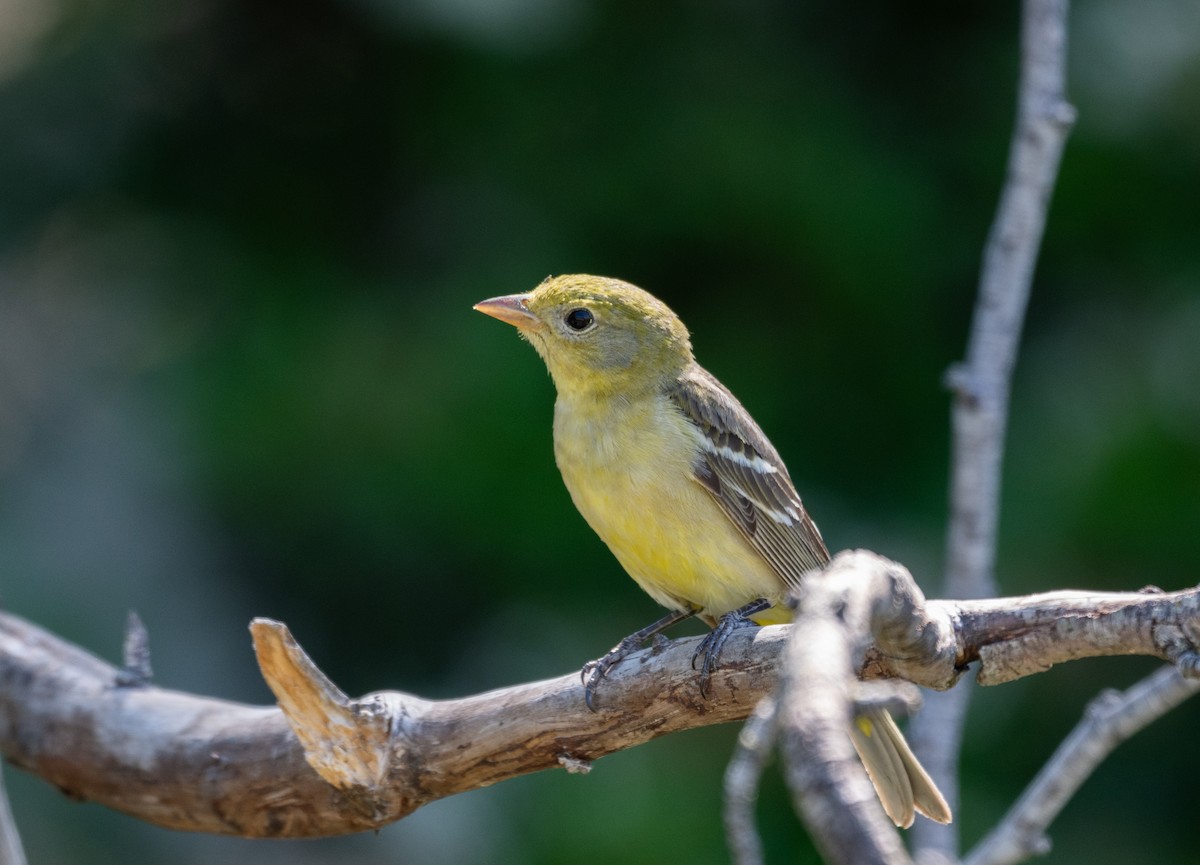 Western Tanager - ML618344354