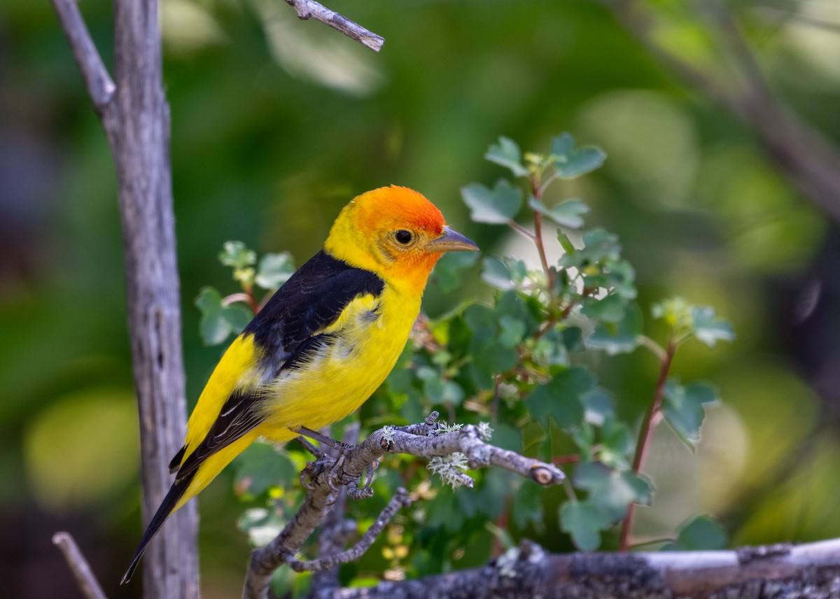 Western Tanager - ML618344356