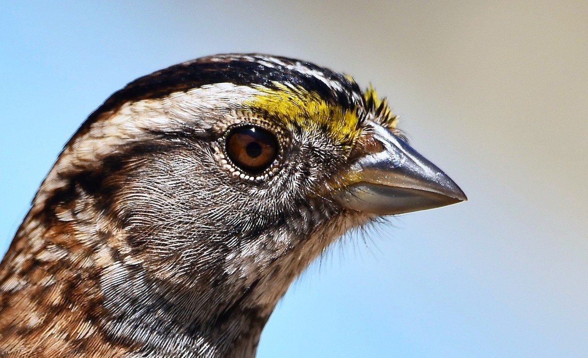 White-throated Sparrow - ML618344357