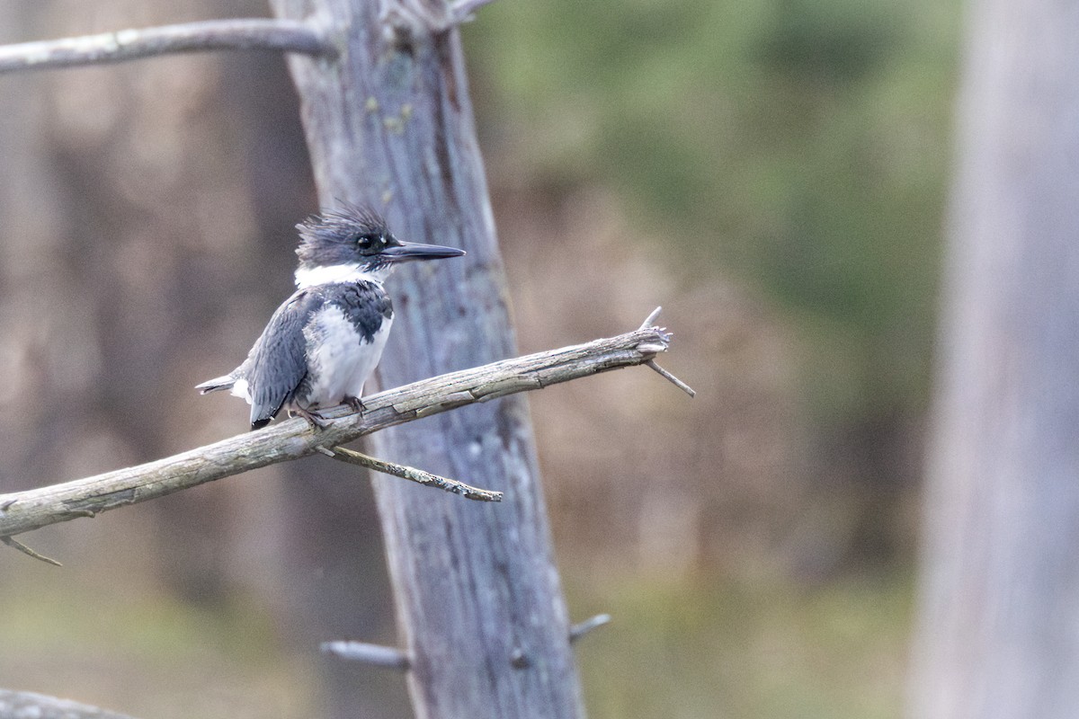 Belted Kingfisher - ML618344429