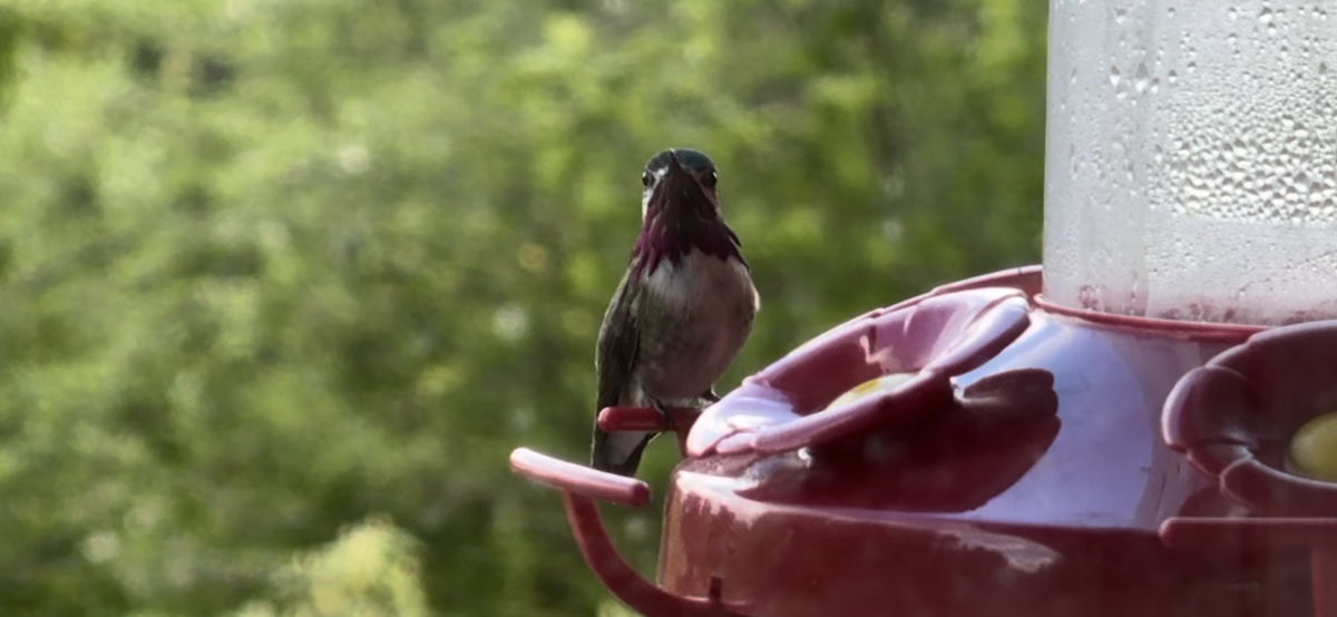 Calliope Hummingbird - Aaron Beerman