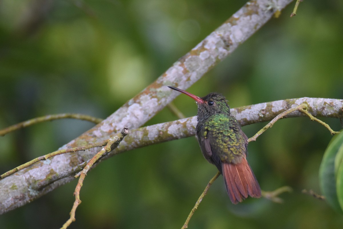 Rufous-tailed Hummingbird (Rufous-tailed) - ML618344433