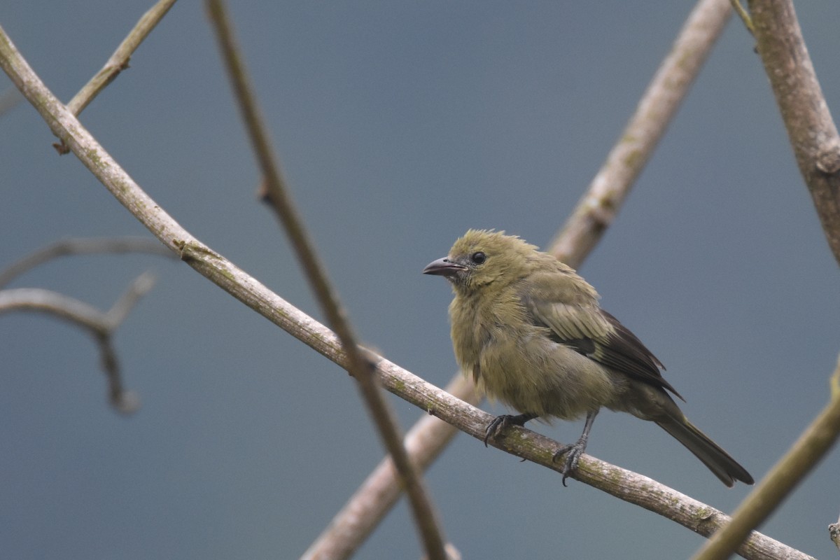 Palm Tanager - ML618344464