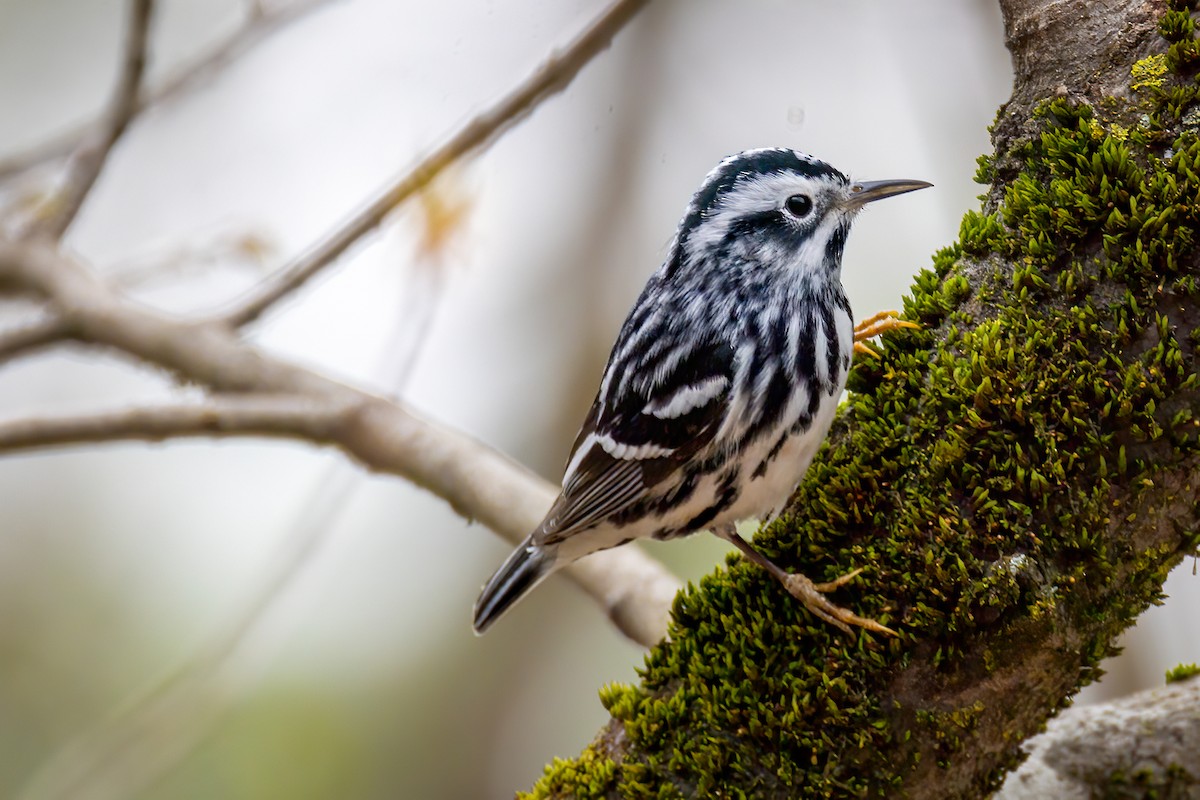 Black-and-white Warbler - ML618344472
