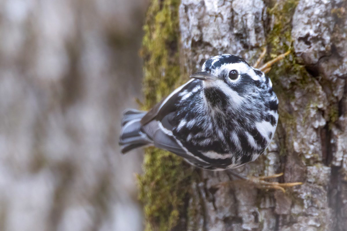 Black-and-white Warbler - ML618344473