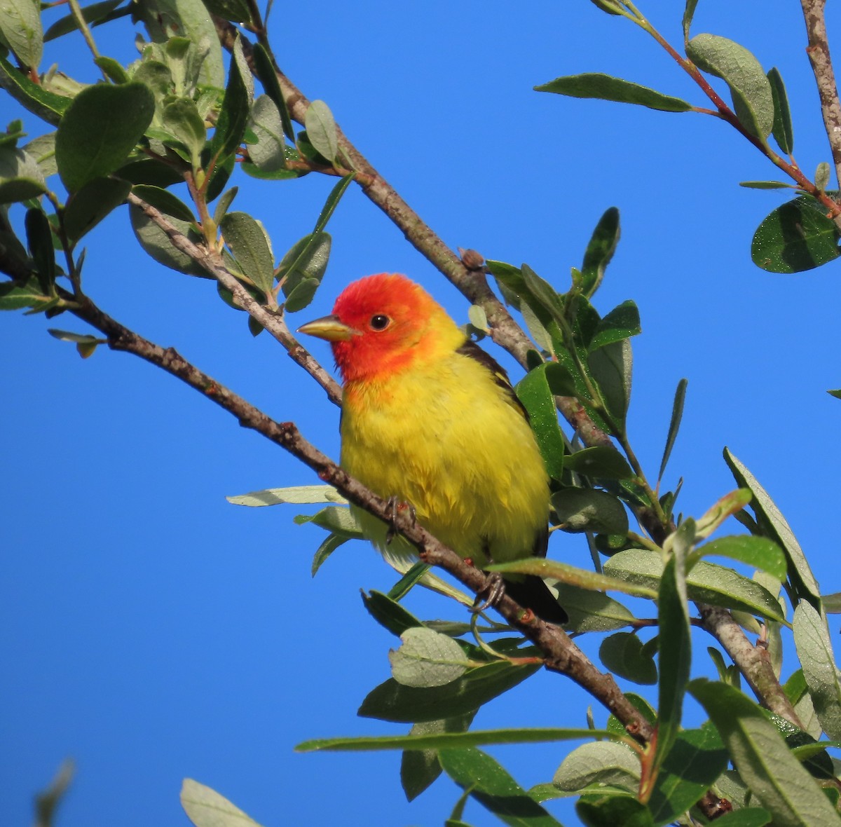 Western Tanager - ML618344475
