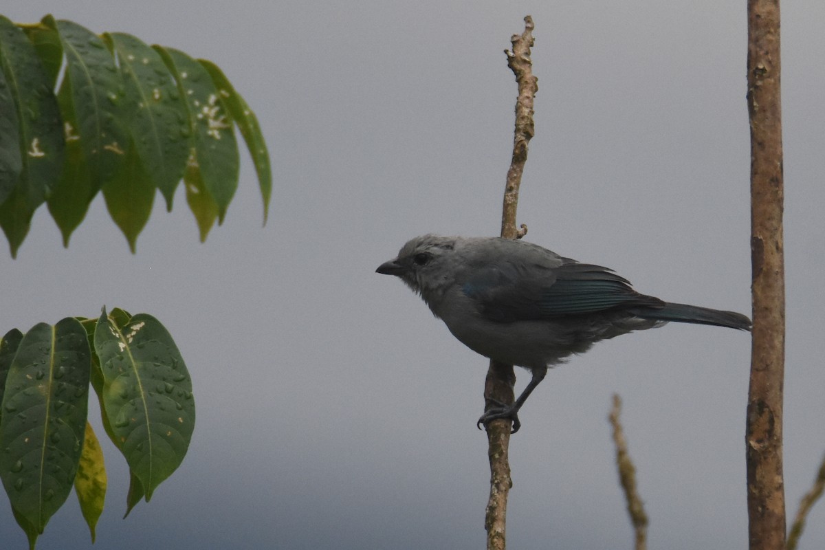 Blue-gray Tanager (Blue-gray) - ML618344502