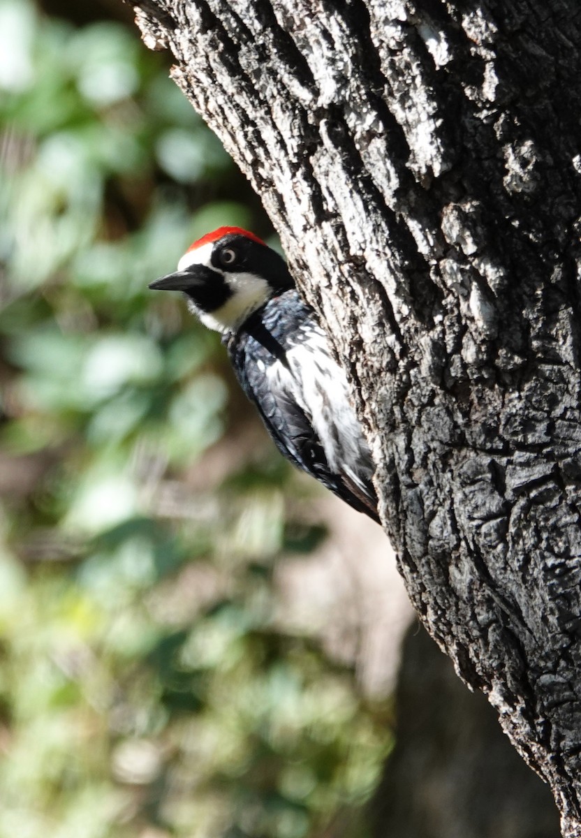 Acorn Woodpecker - ML618344503