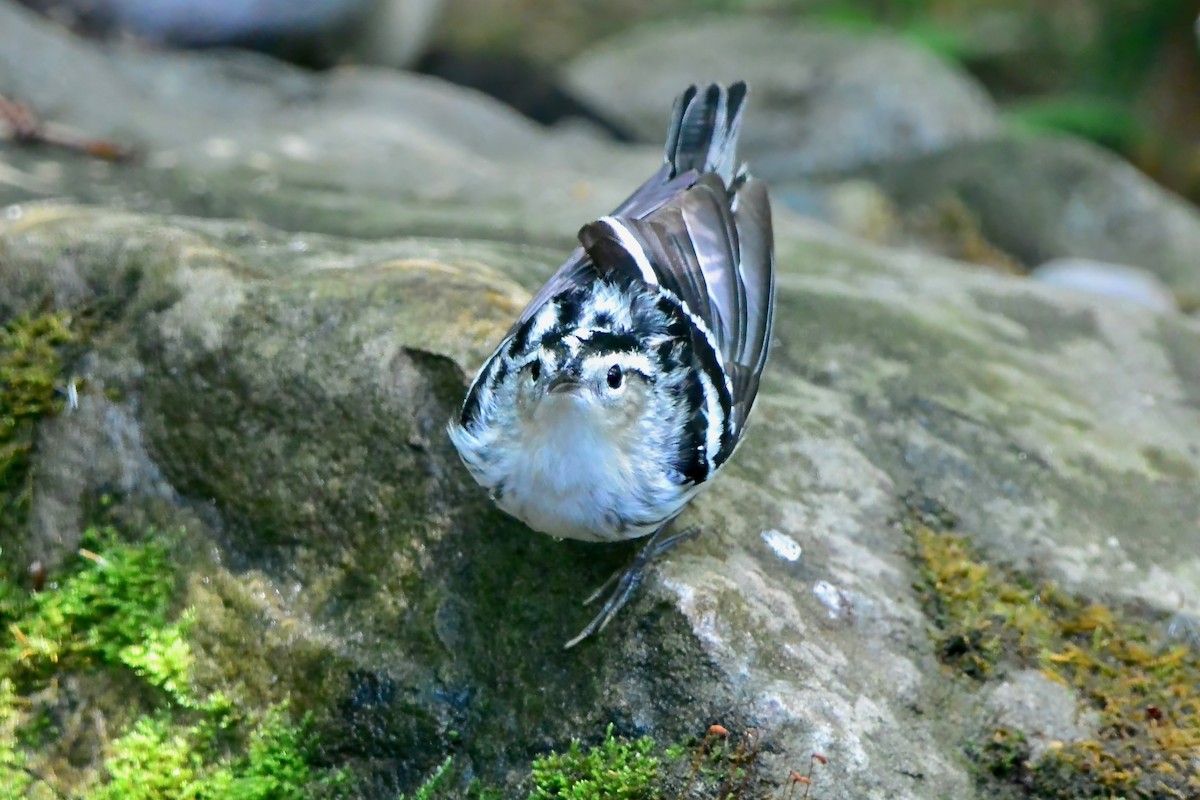 Black-and-white Warbler - ML618344540