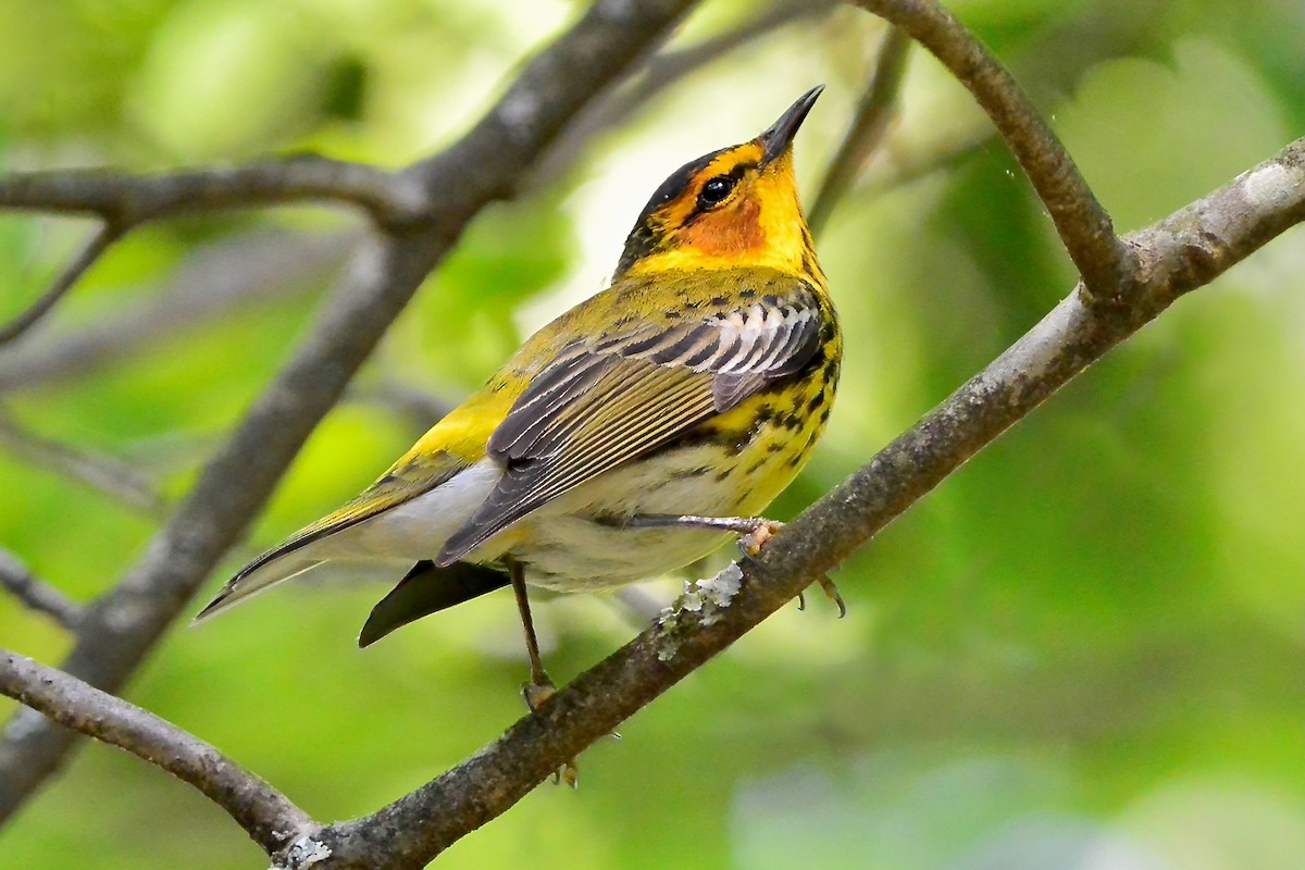 Cape May Warbler - ML618344565