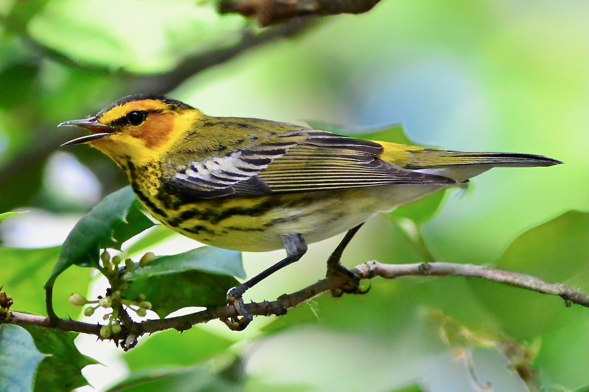 Cape May Warbler - ML618344566