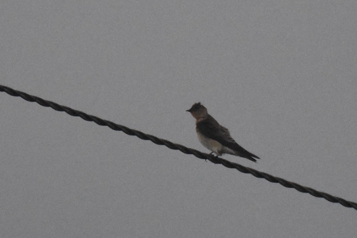 Southern Rough-winged Swallow - Luke Berg