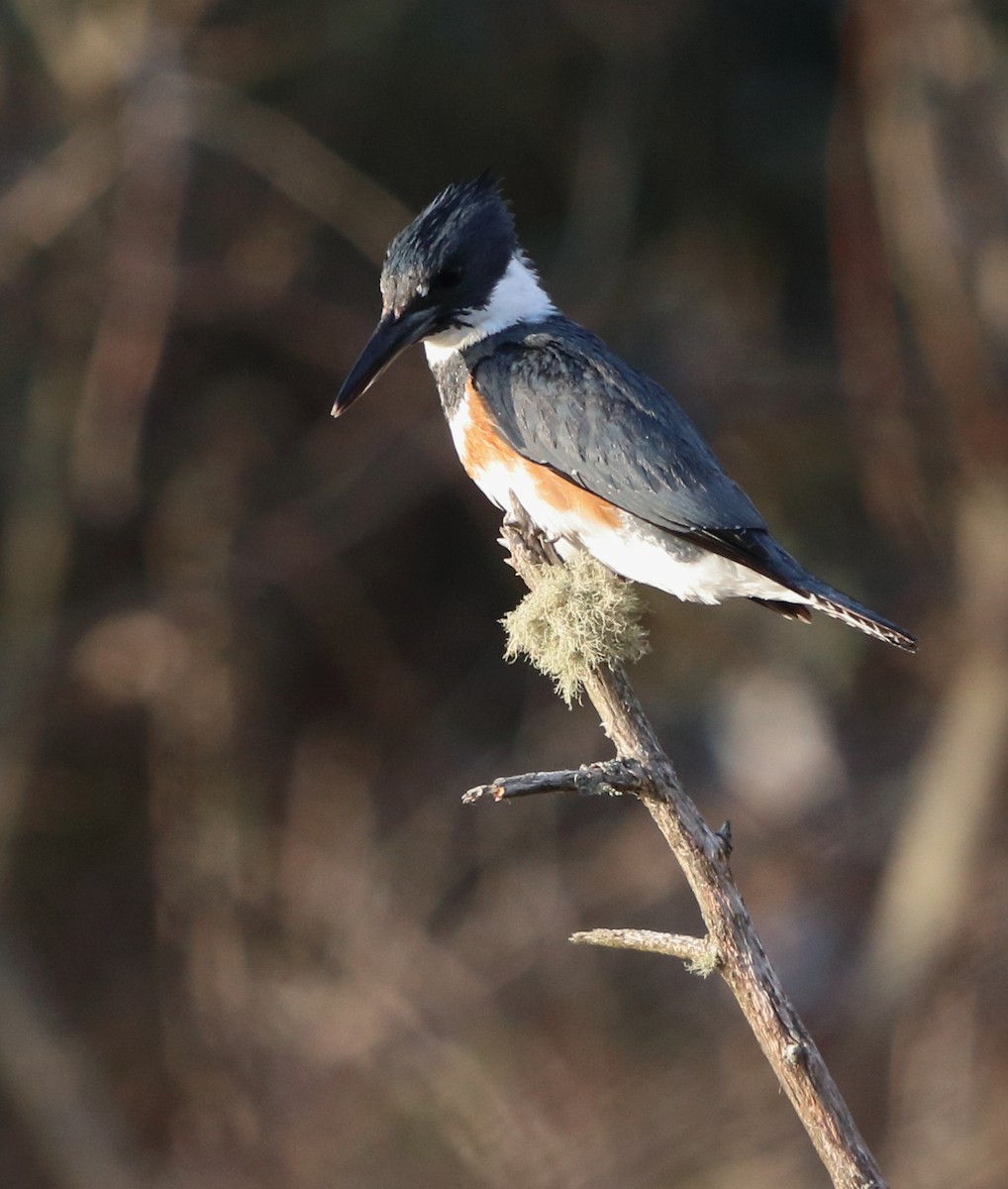 Belted Kingfisher - ML618344634