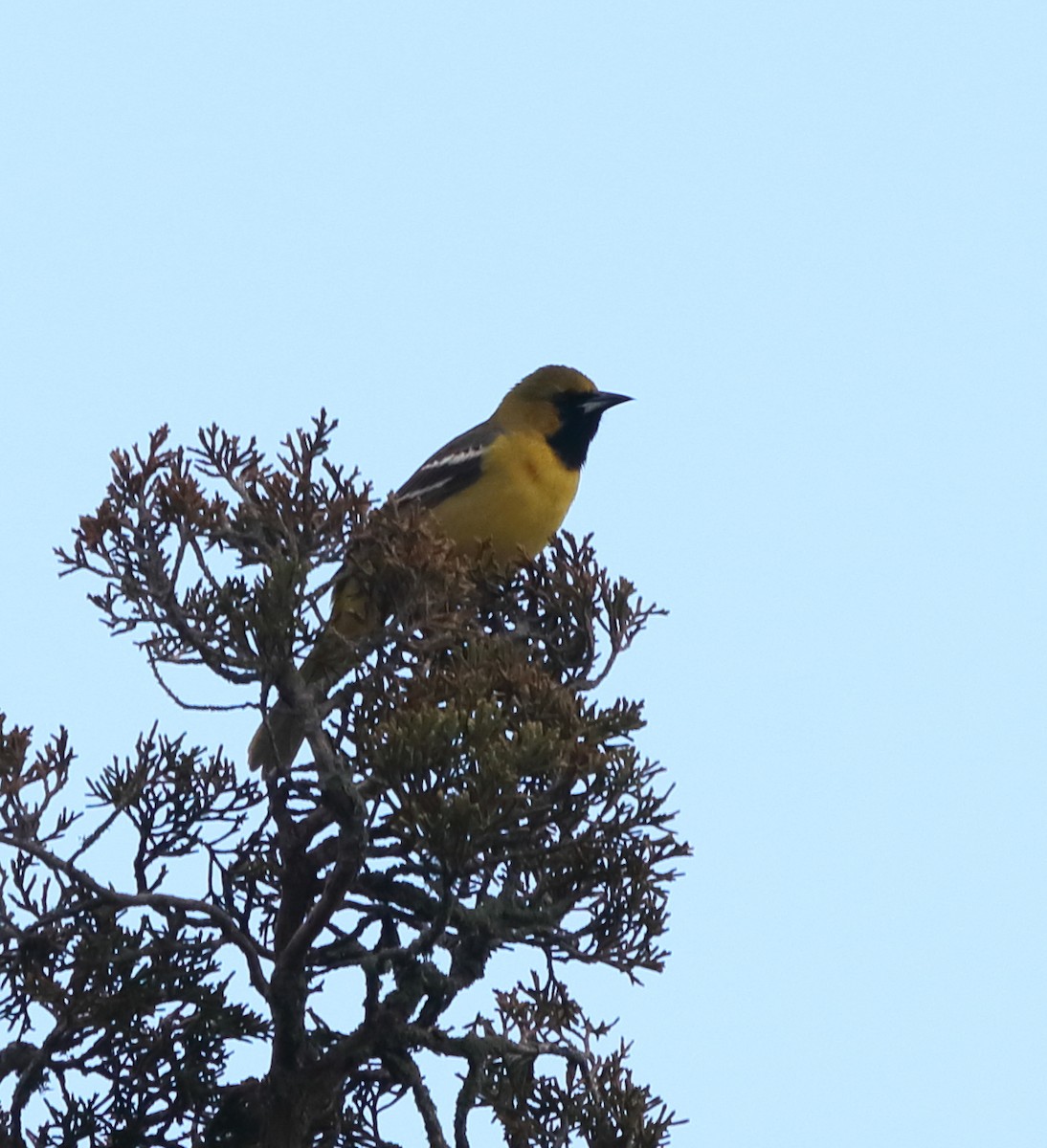 Orchard Oriole - ML618344645
