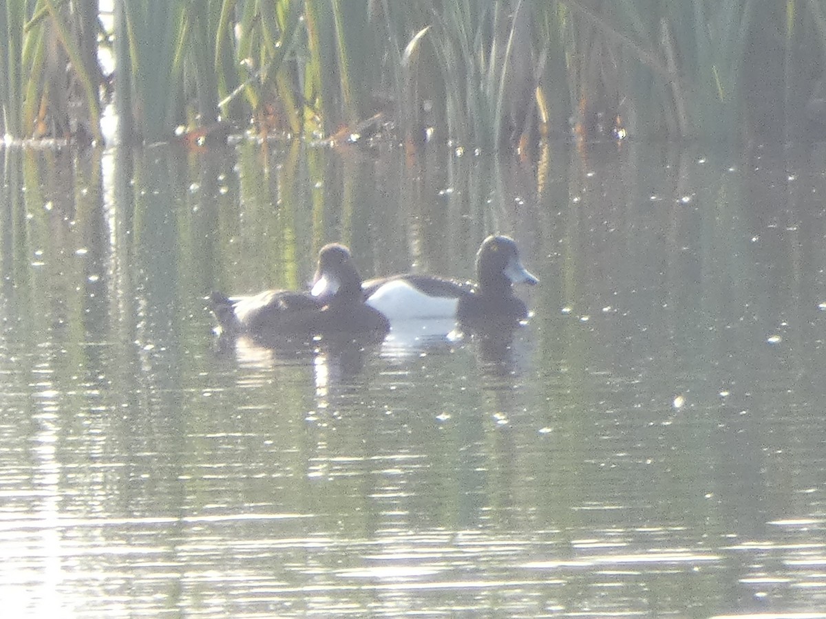 Tufted Duck - ML618344661