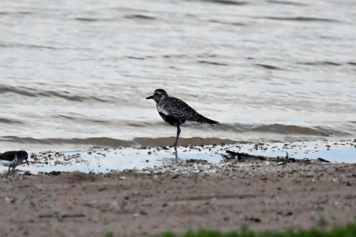 Black-bellied Plover - Todd Fitzgerald