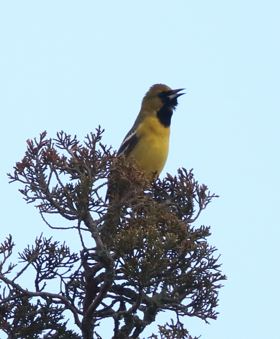 Orchard Oriole - ML618344695