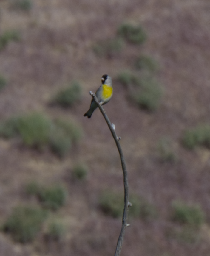Lawrence's Goldfinch - ML618344710
