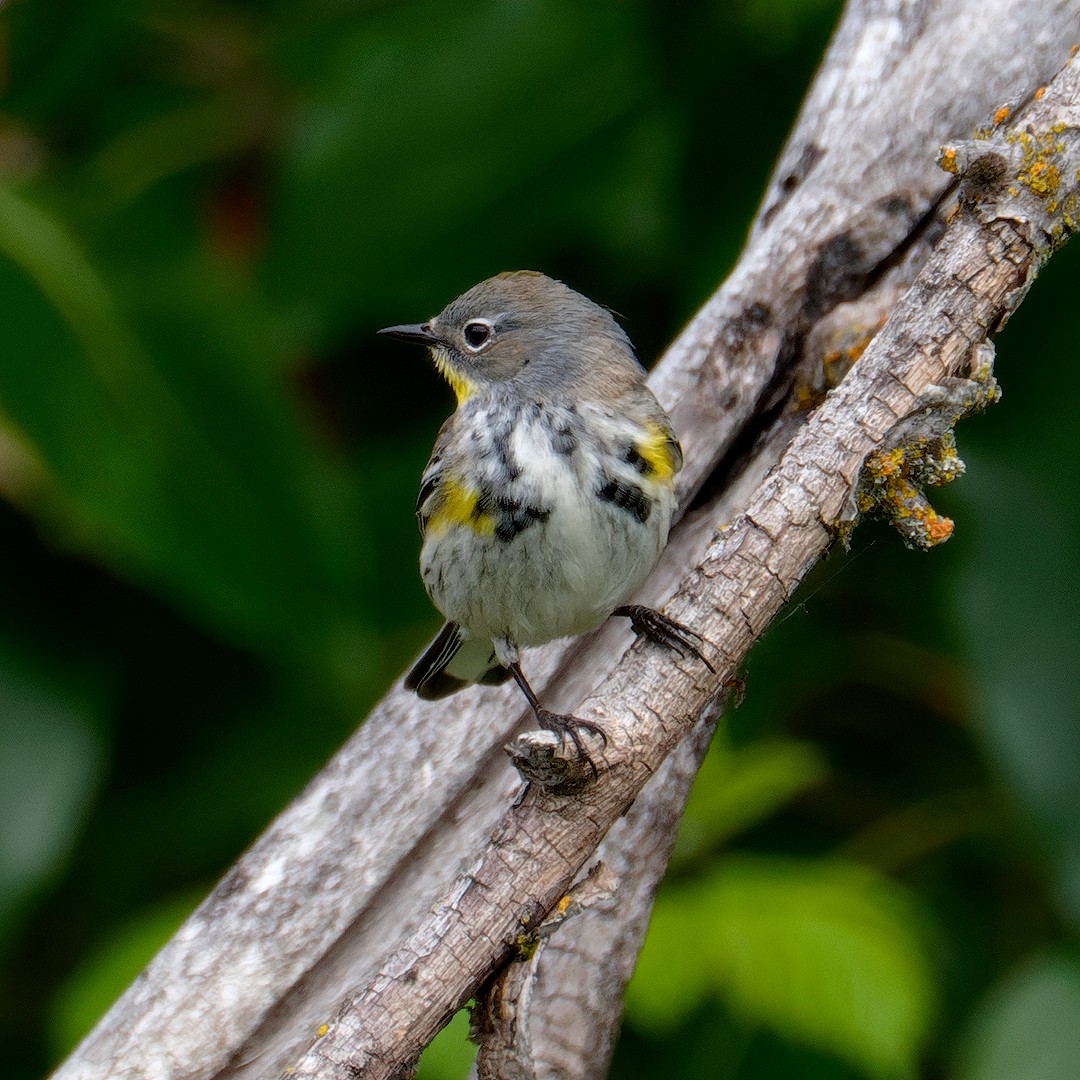 Yellow-rumped Warbler (Audubon's) - ML618344717