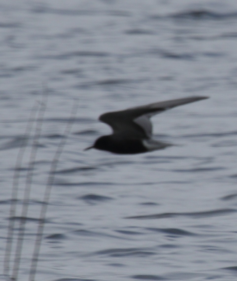Black Tern - Steve Huckabone