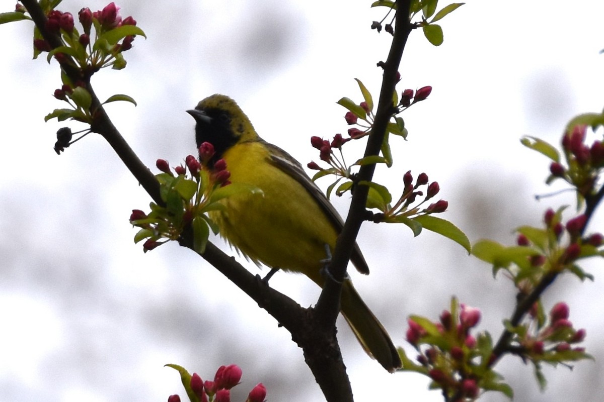Orchard Oriole - ML618344756
