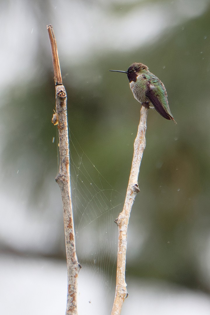 Anna's Hummingbird - ML618344757