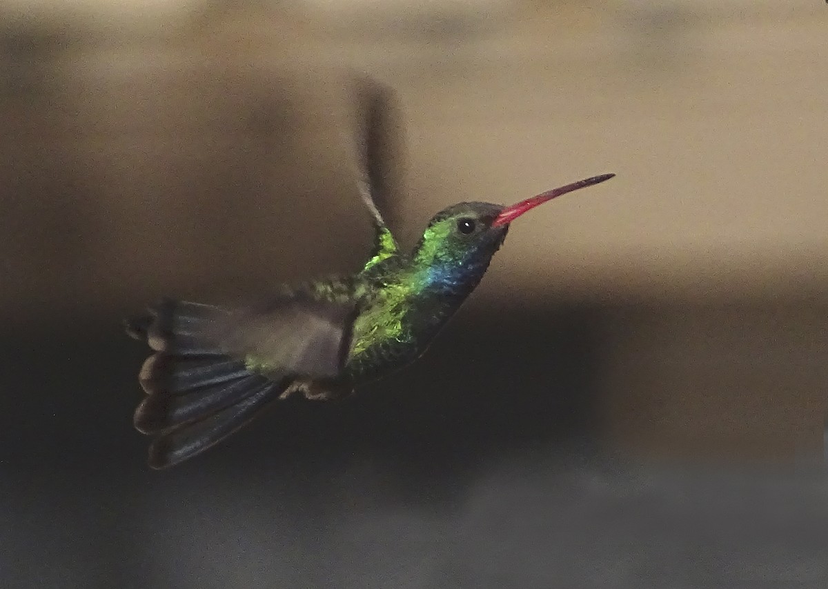 Broad-billed Hummingbird - ML618344801