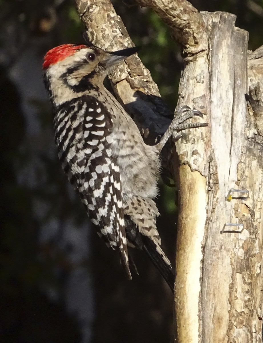 Ladder-backed Woodpecker - Nancy Overholtz