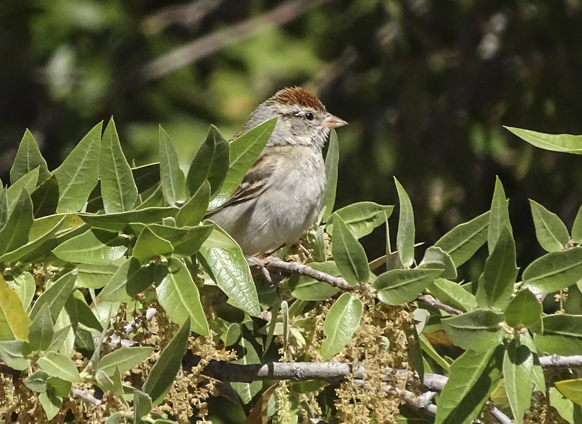 Chipping Sparrow - ML618344831