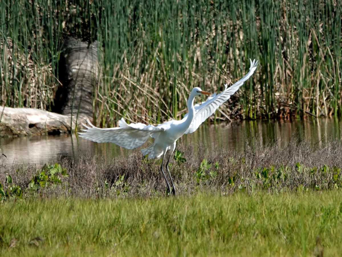 Great Egret - Norman Uyeda