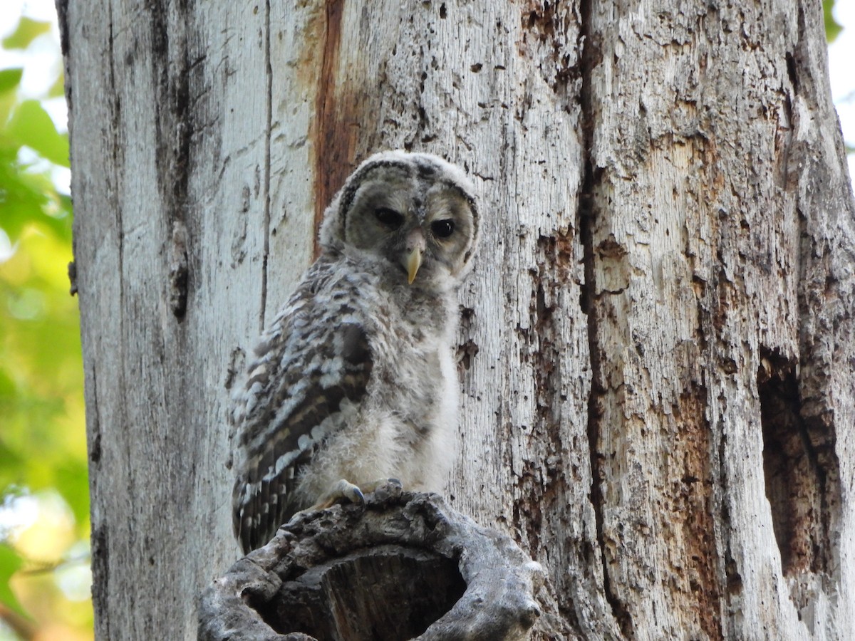 Barred Owl - ML618344925