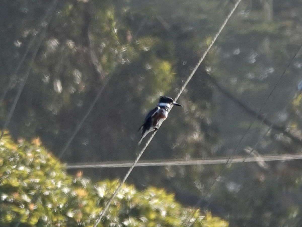 Belted Kingfisher - ML618344928